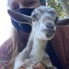 lisaluvsllamas